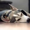 fac simile clausola divieto animali domestici contratto di locazione